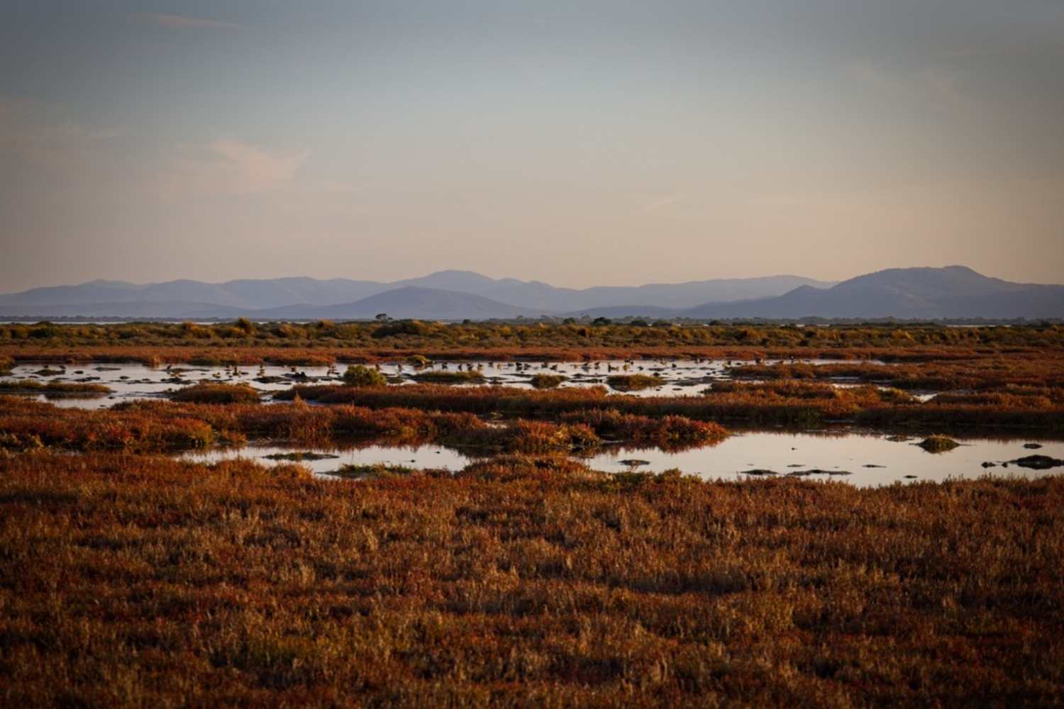 Isole acquistate sfruttamento