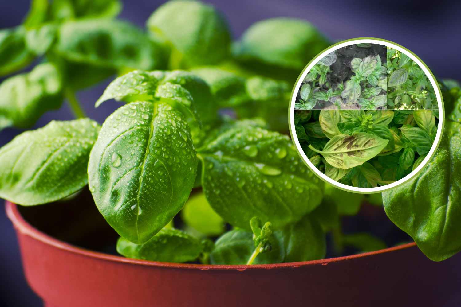 malattie del basilico