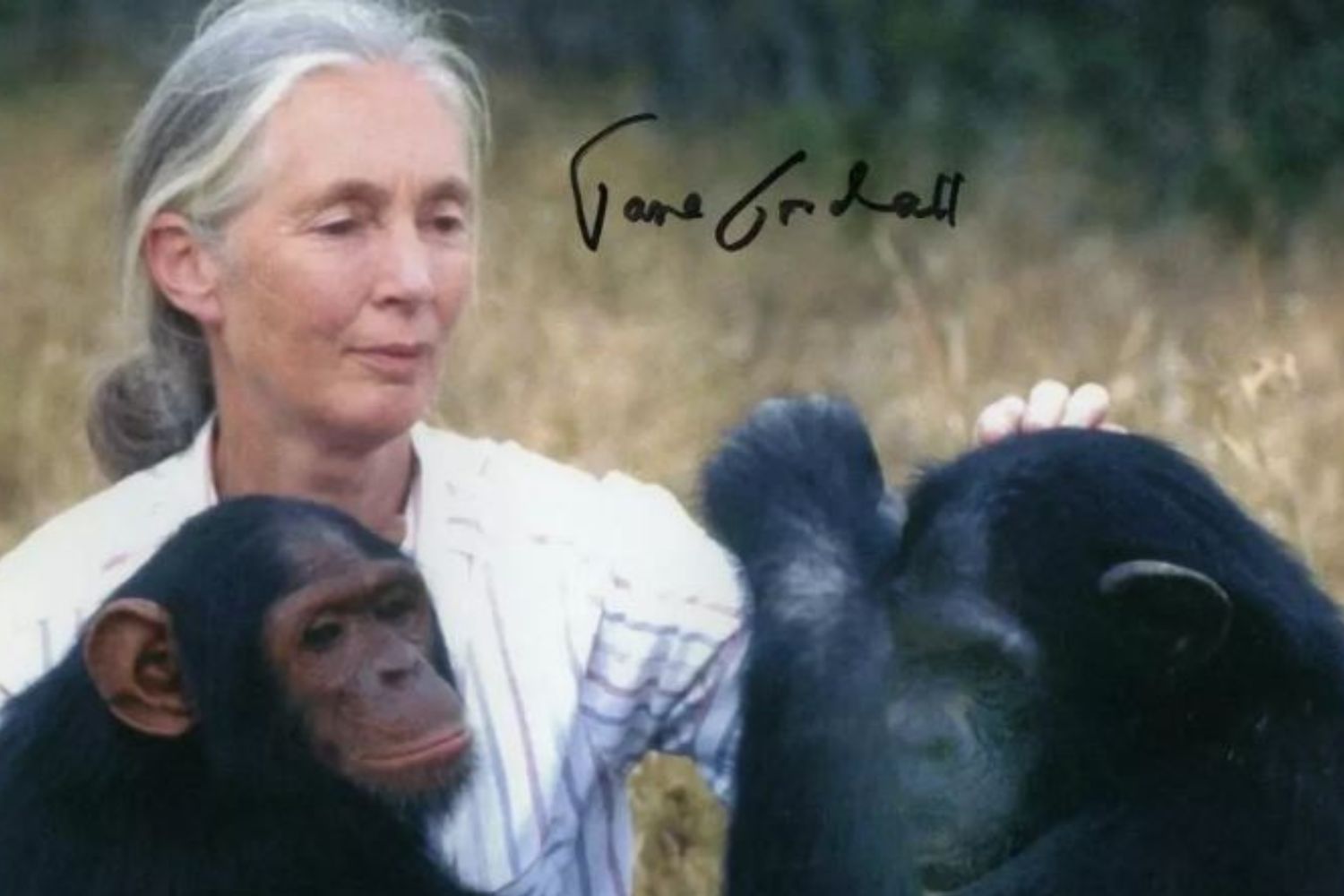 jane goodall