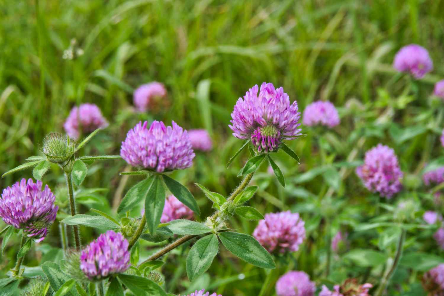 Giant clover
