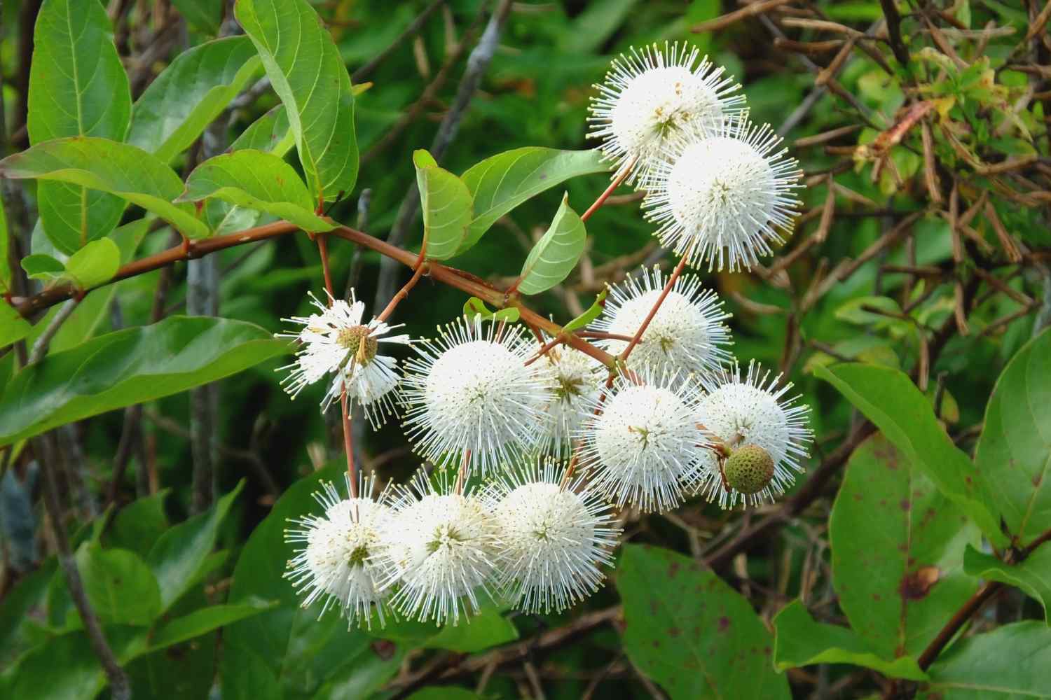 Puntaspilli in honey