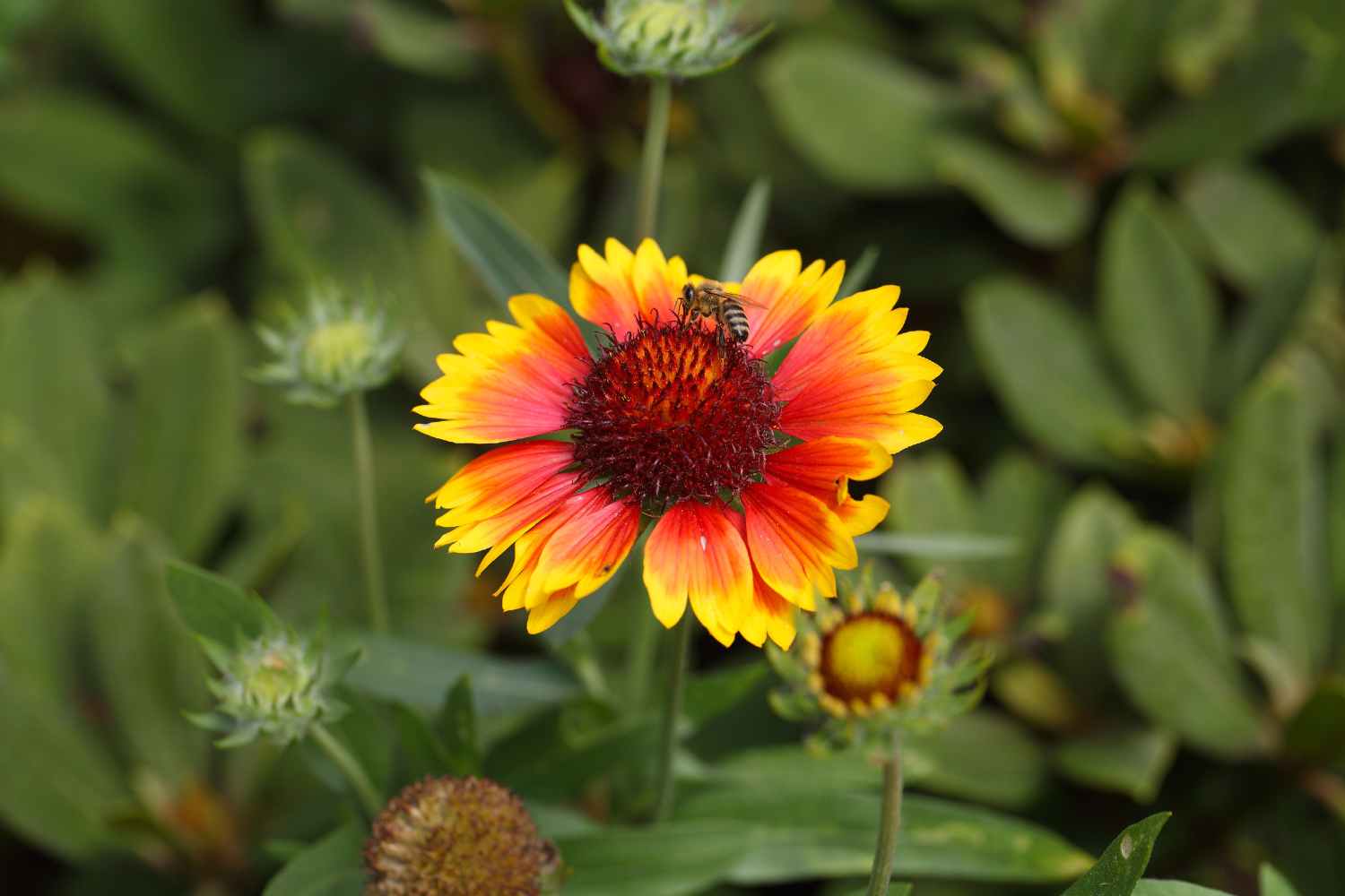 Gaillardia aristate 'Goblin
