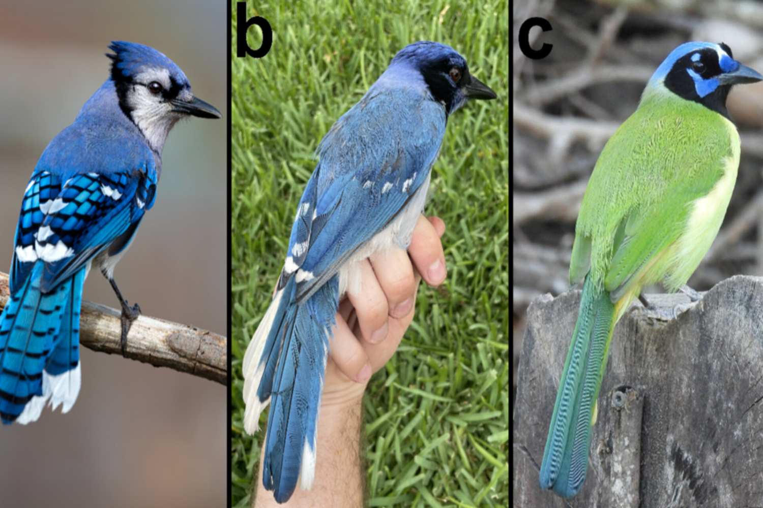 Uccello cambiamento climatico