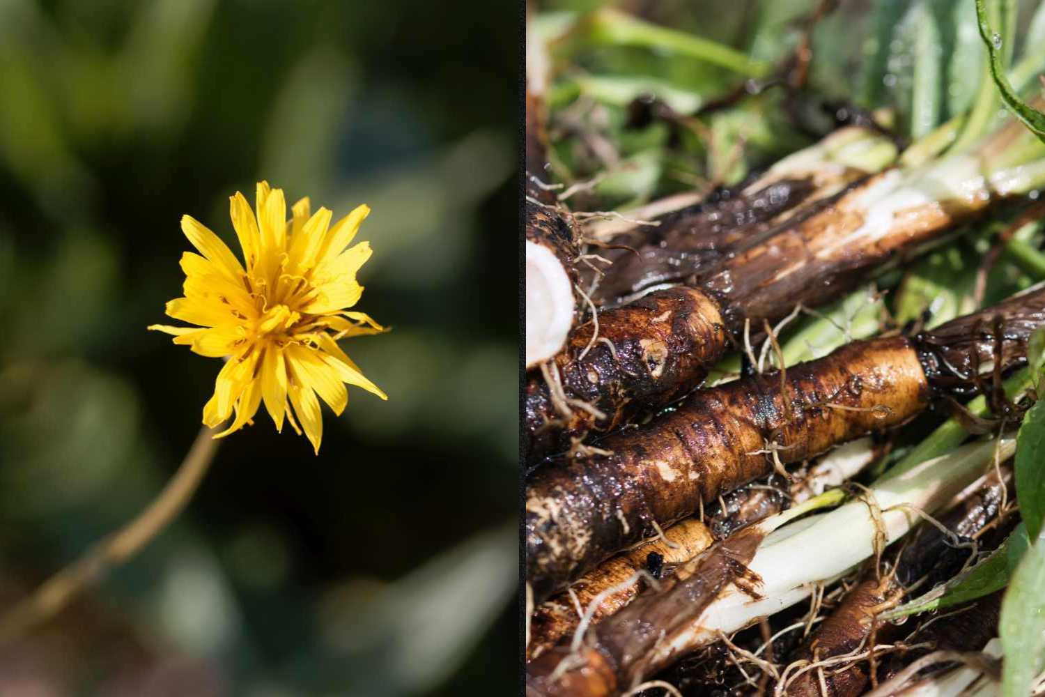 Scorzonera: how to cook the "black root" in winter with an umami taste (and why not miss it if you find it at the market stall)