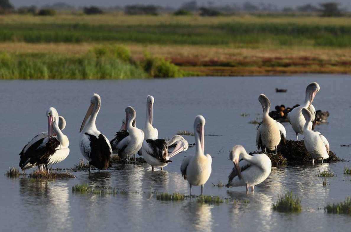 From maxi purification plant to paradise for birds: now this oasis in Australia hosts more than 300 species