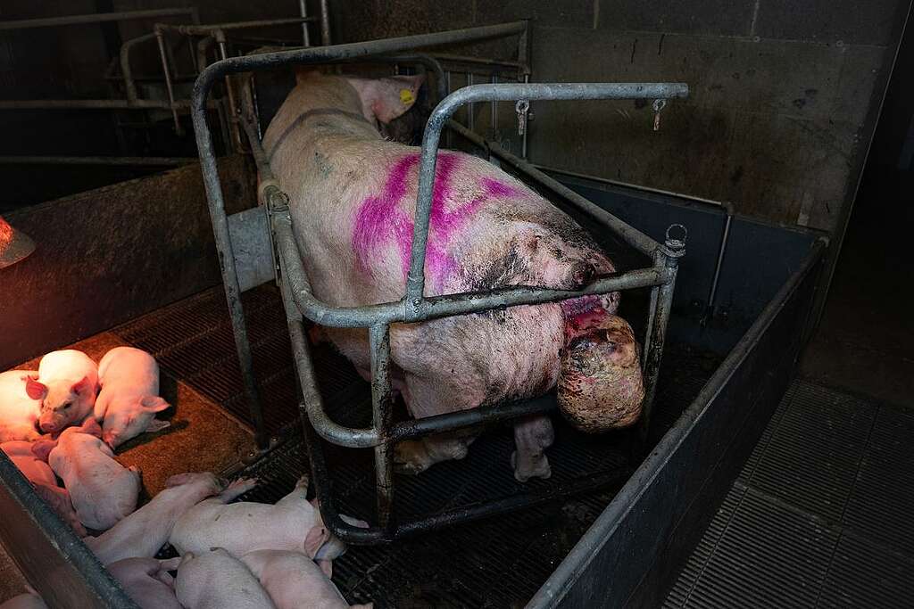 Greenpeace breeding sows