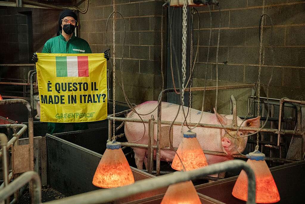 is this made in Italy?