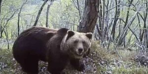 Governor Fugatti acquitted by the Court of Trento for the cruel killing of the M90 ​​bear: “the act does not constitute a crime”