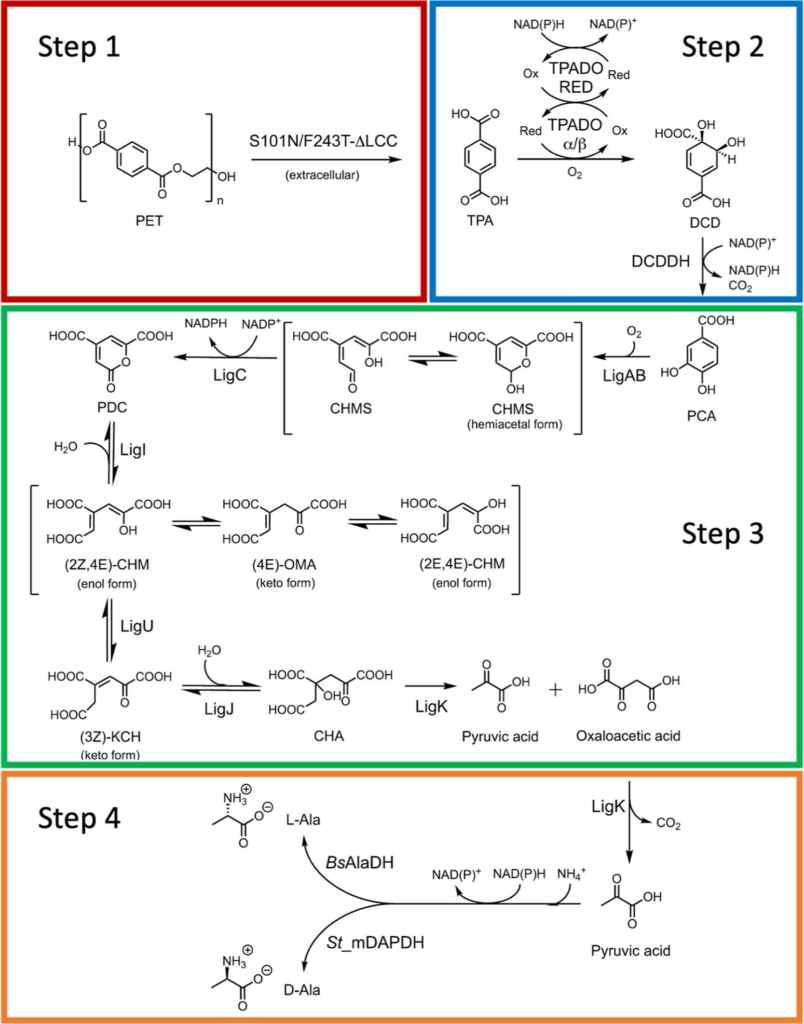 Plastic amino acids 2