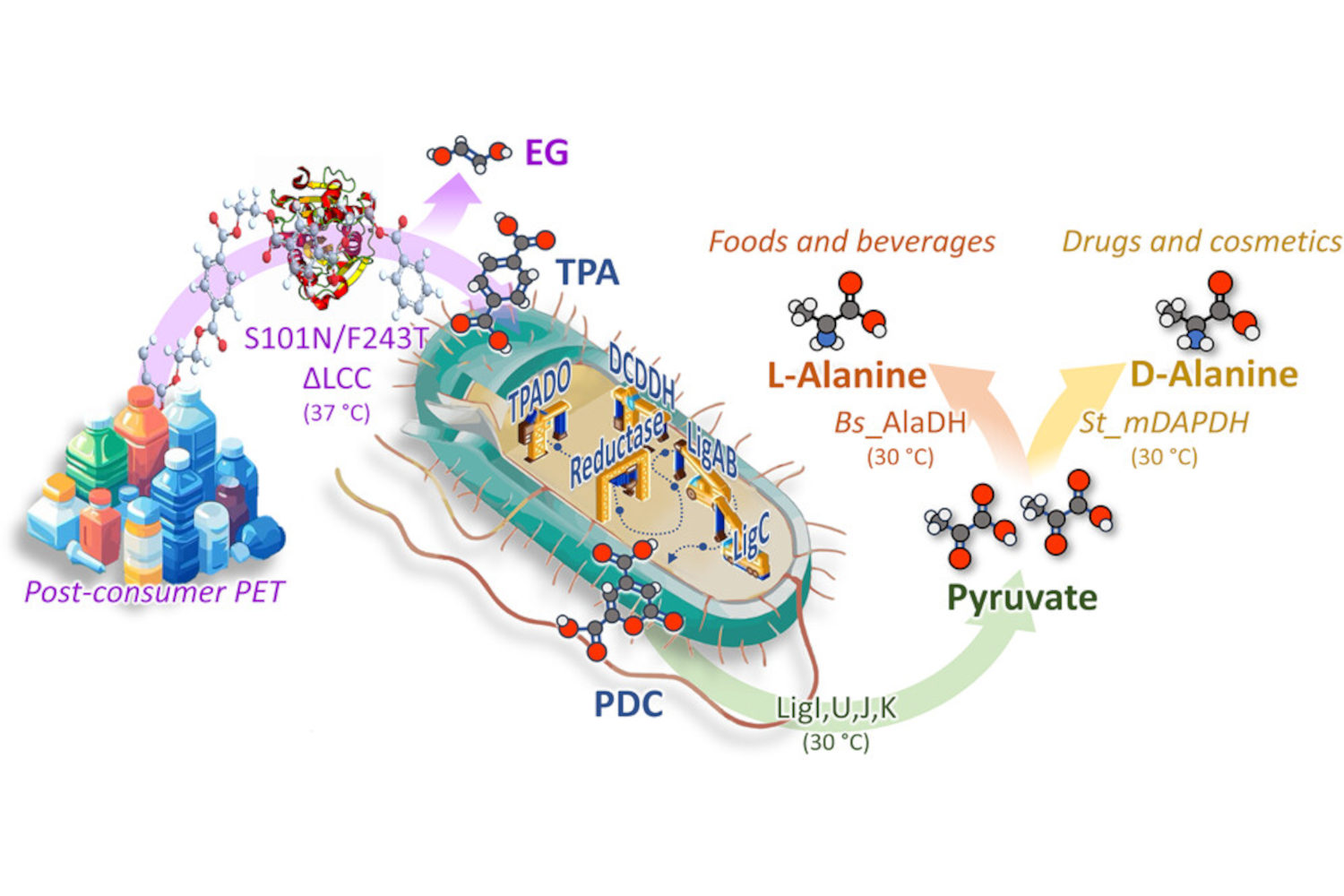 Plastica amminoacidi