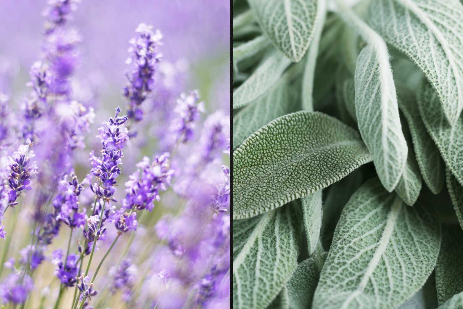 patina argentea lavanda salvia