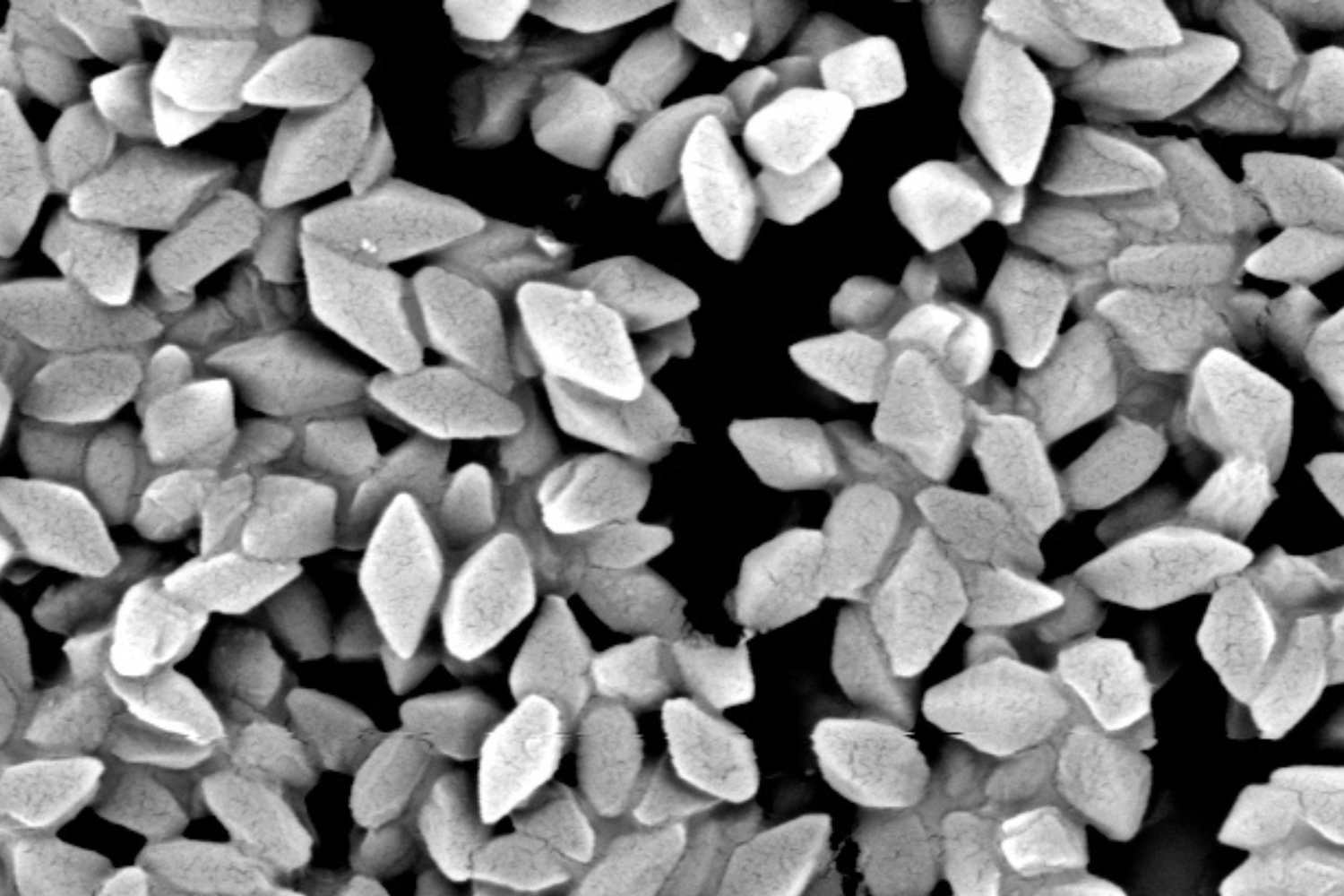 Bacillus thuringiensis kurstaki