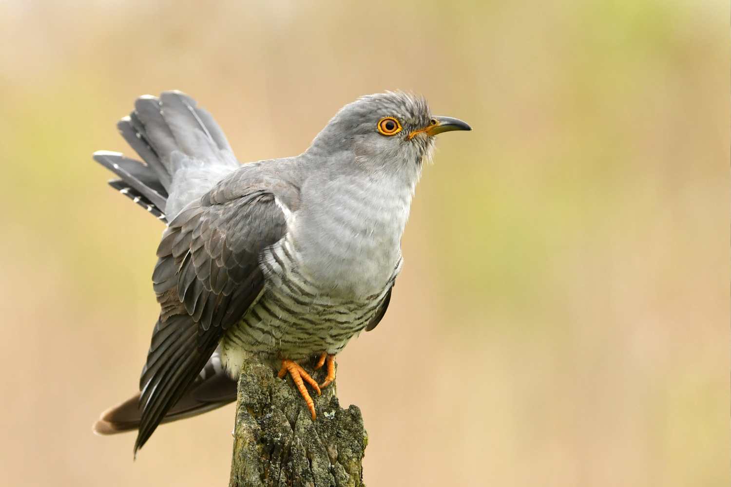cuckoo