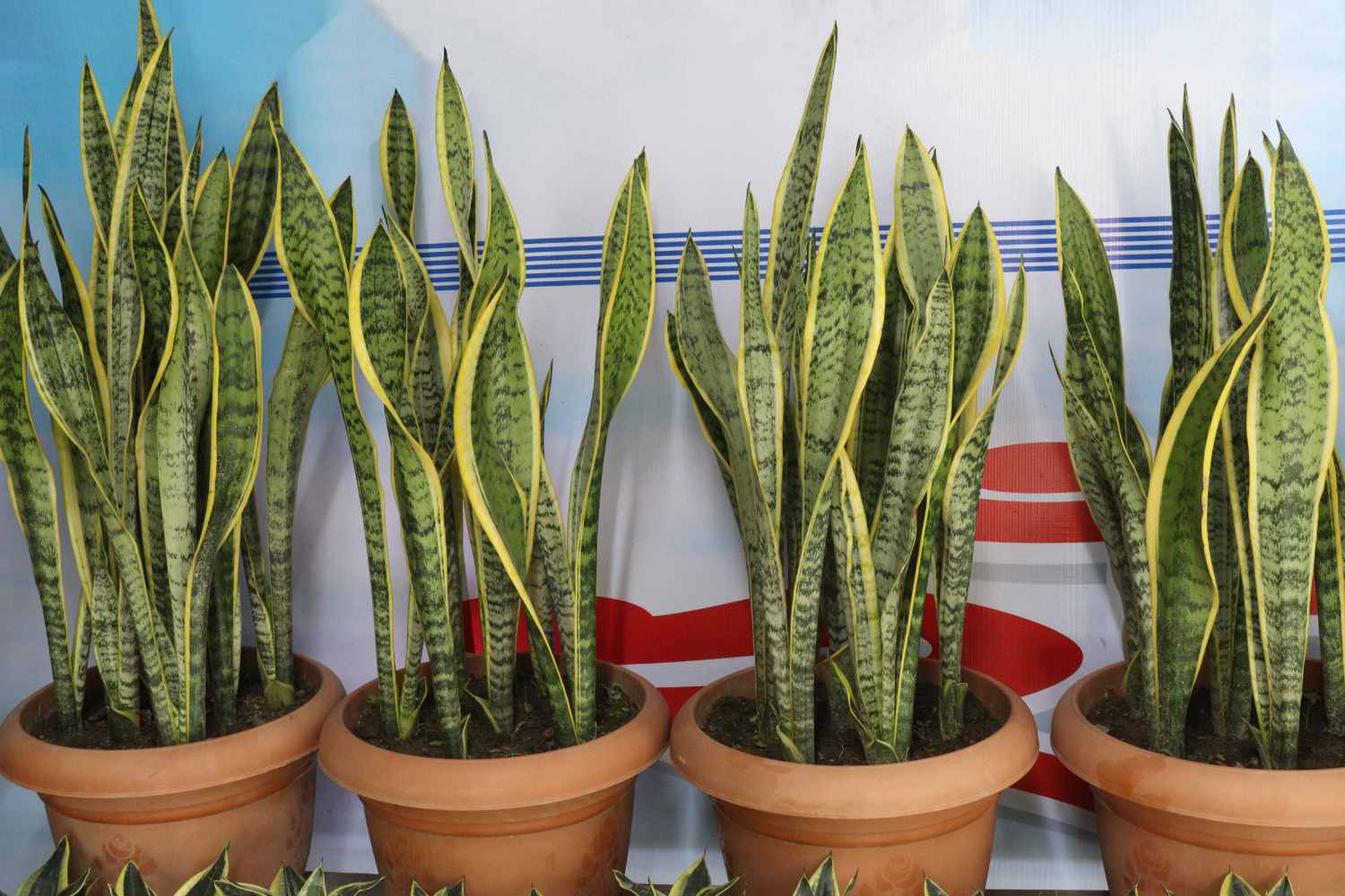 Dracaena trifasciata