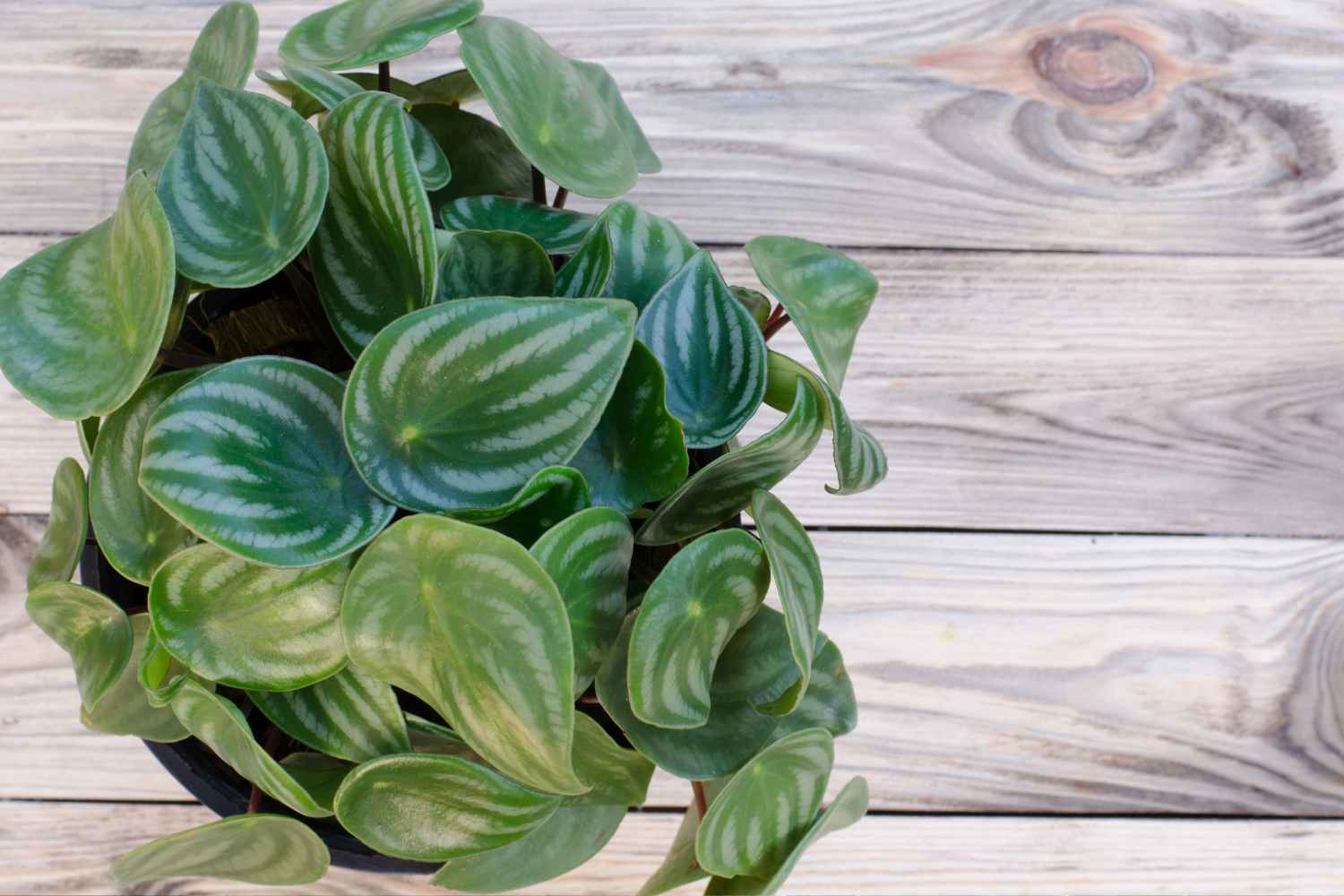 peperomia