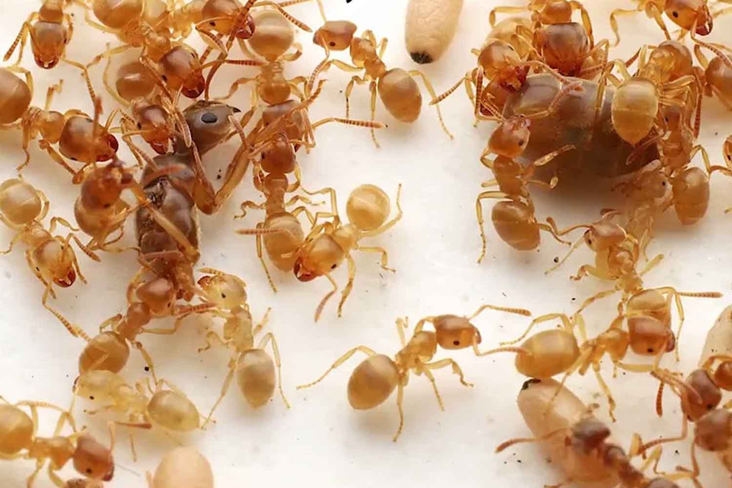 formica parassita Takasuka et al