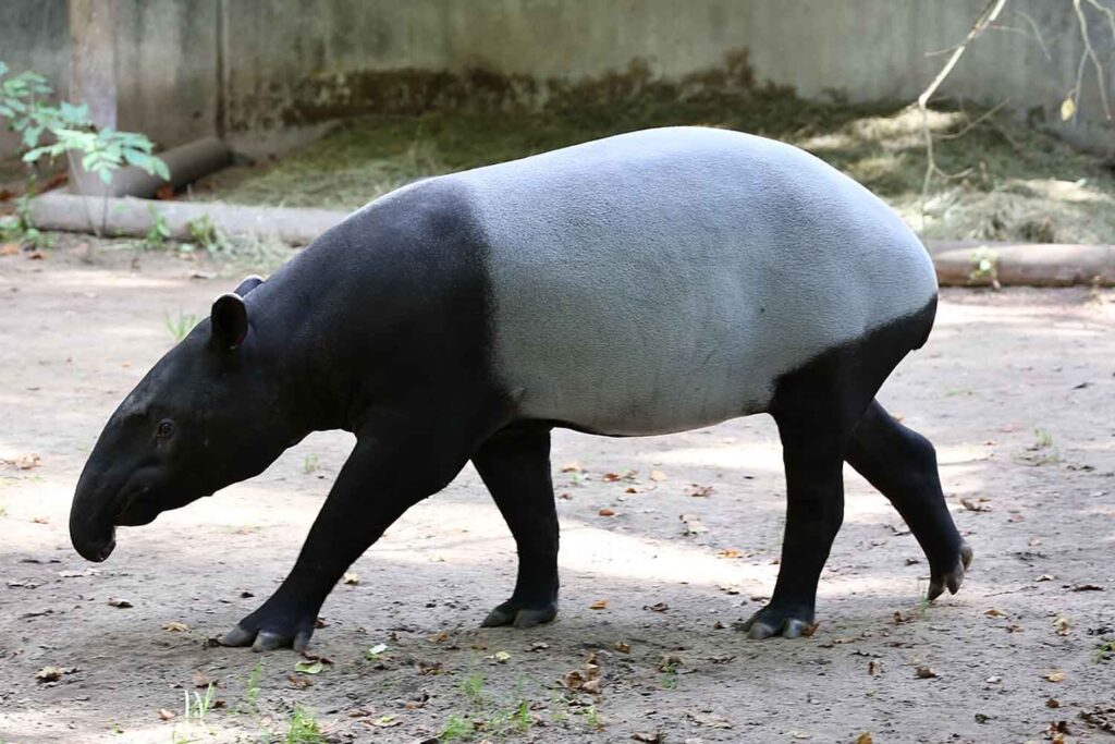 Tapir Rear Black-backed tapir: the gentle giant that guards the forests and which ...
