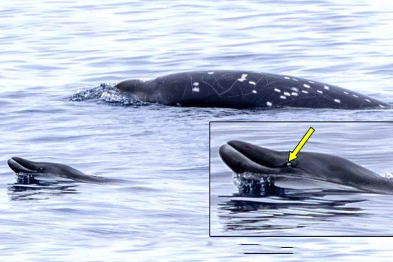 mesoplodonte di Nishiwaki