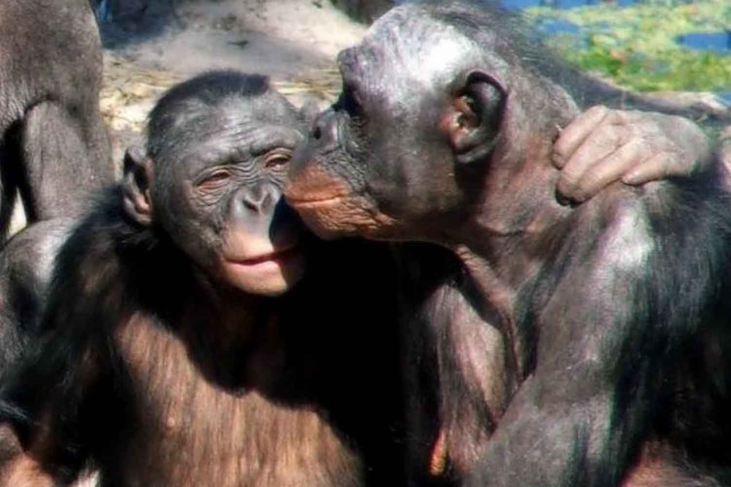 bacio tra bonobo