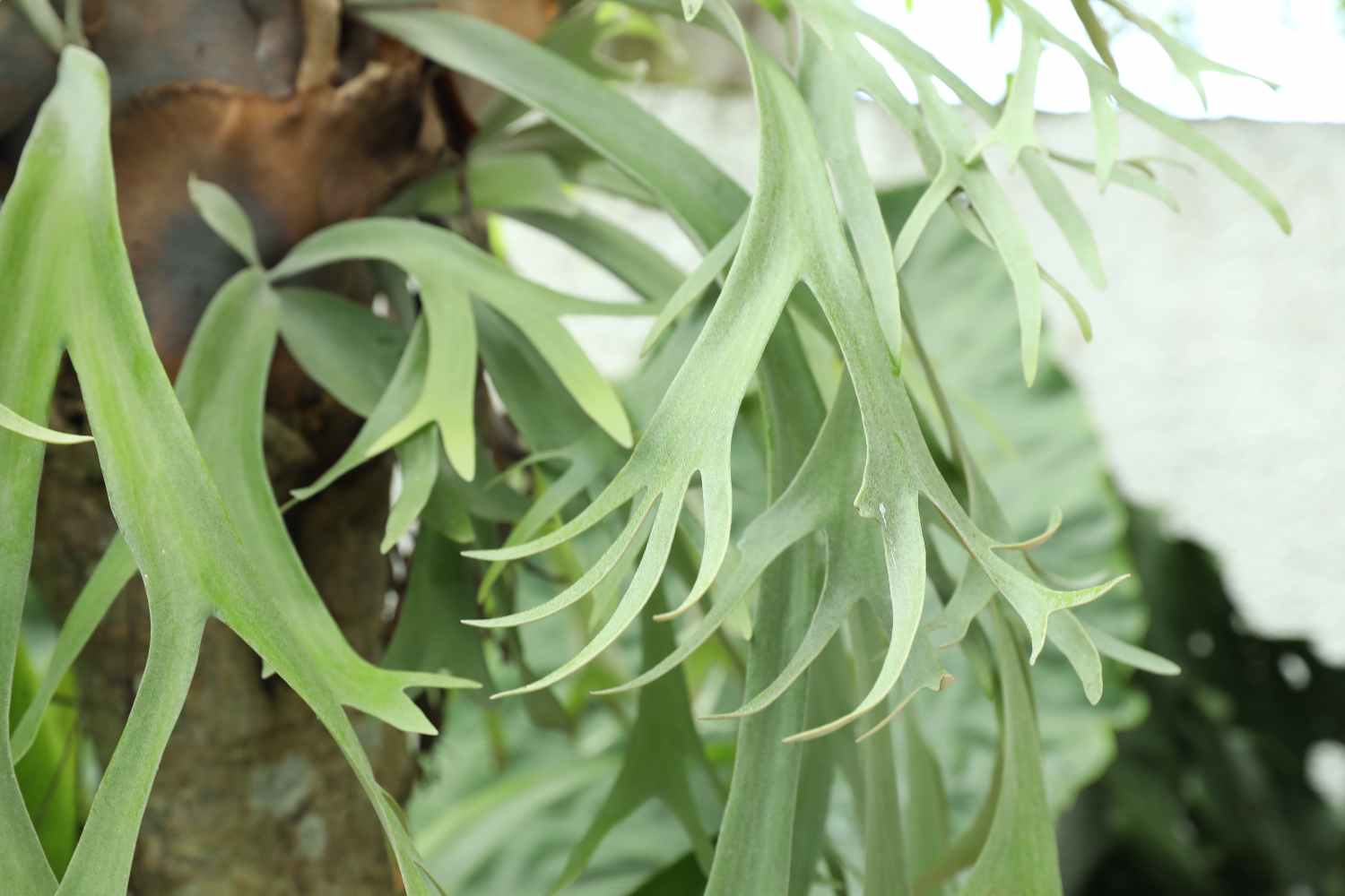 Platycerium bifurcatum