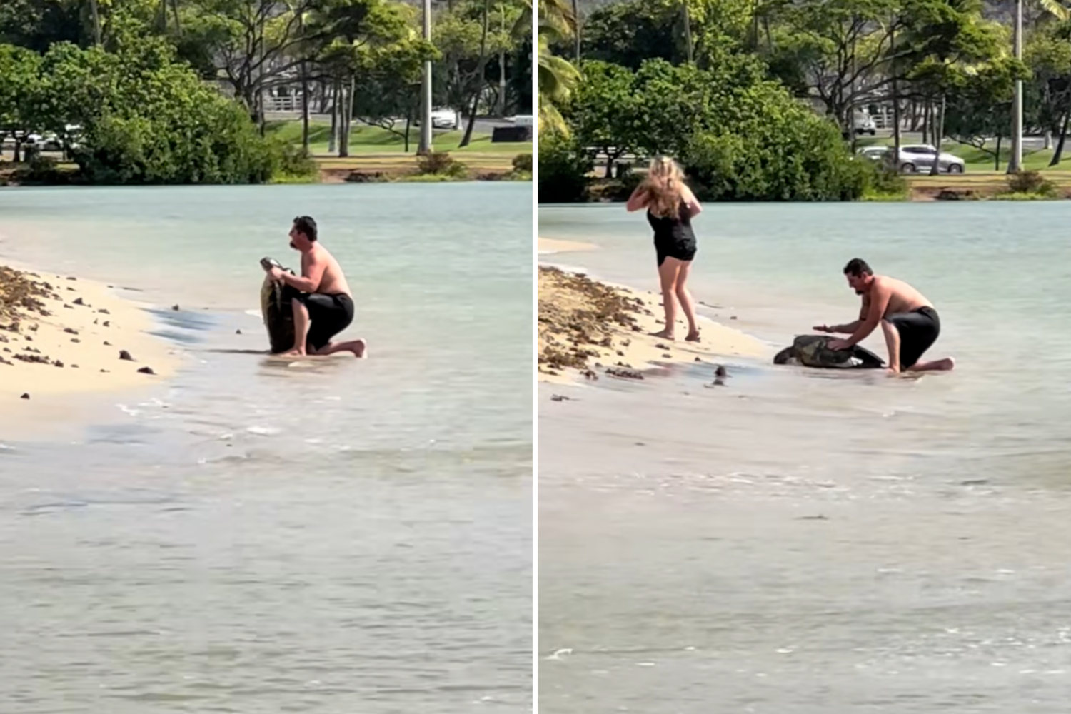 Tartaruga trascinata