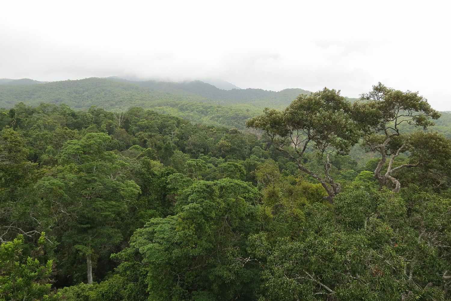 The betrayal of tropical forests: from allies to enemies of the climate
