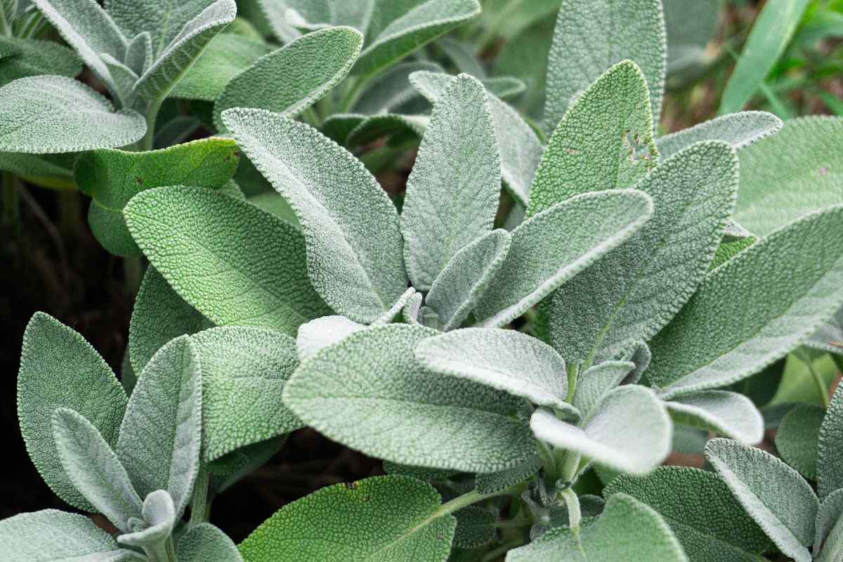 sage