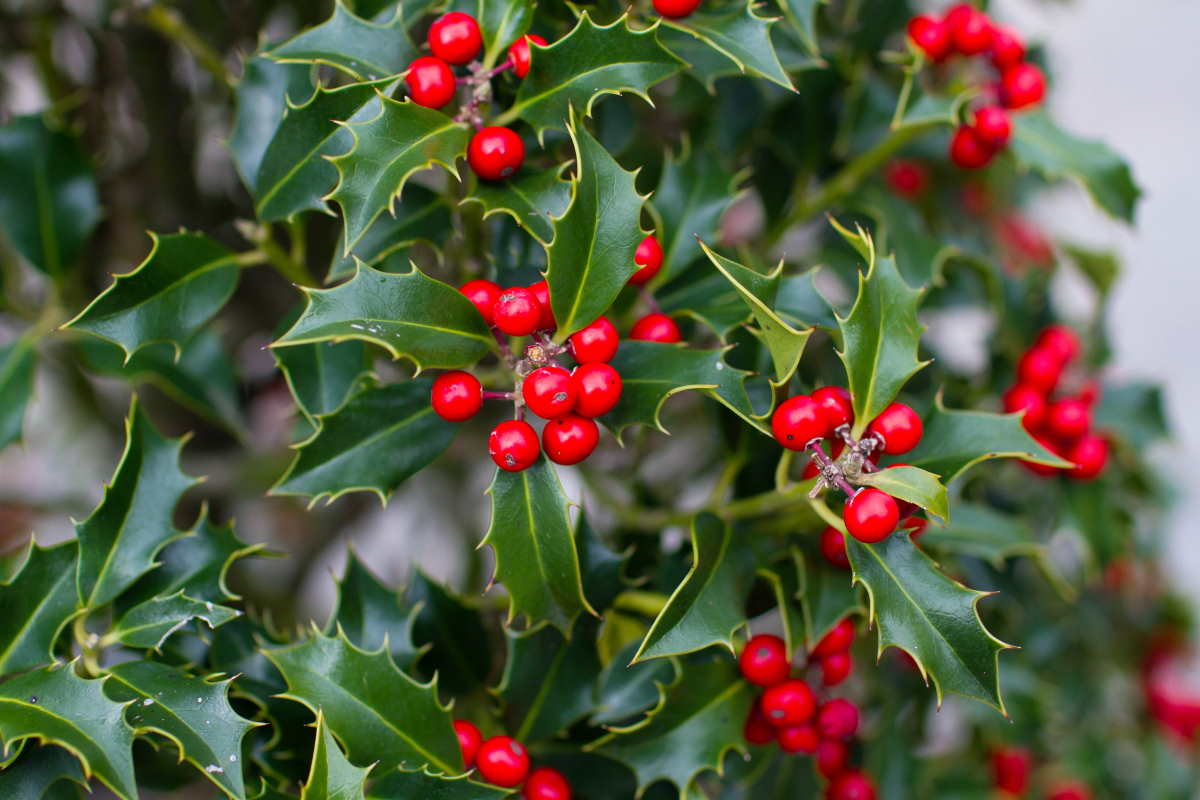holly