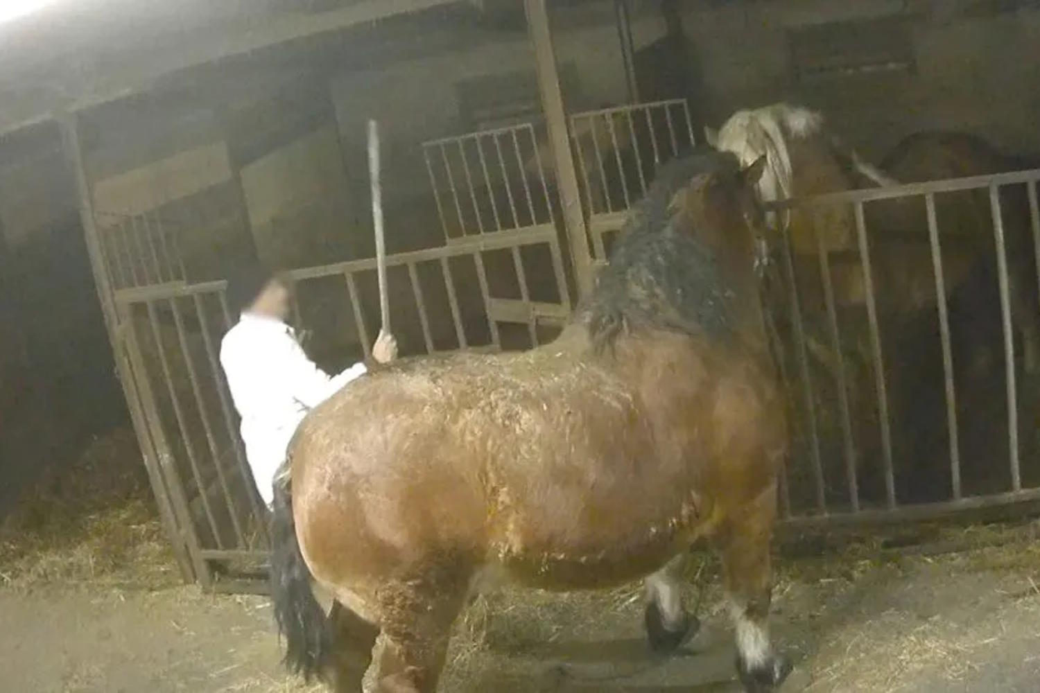 animal_equality cavalli