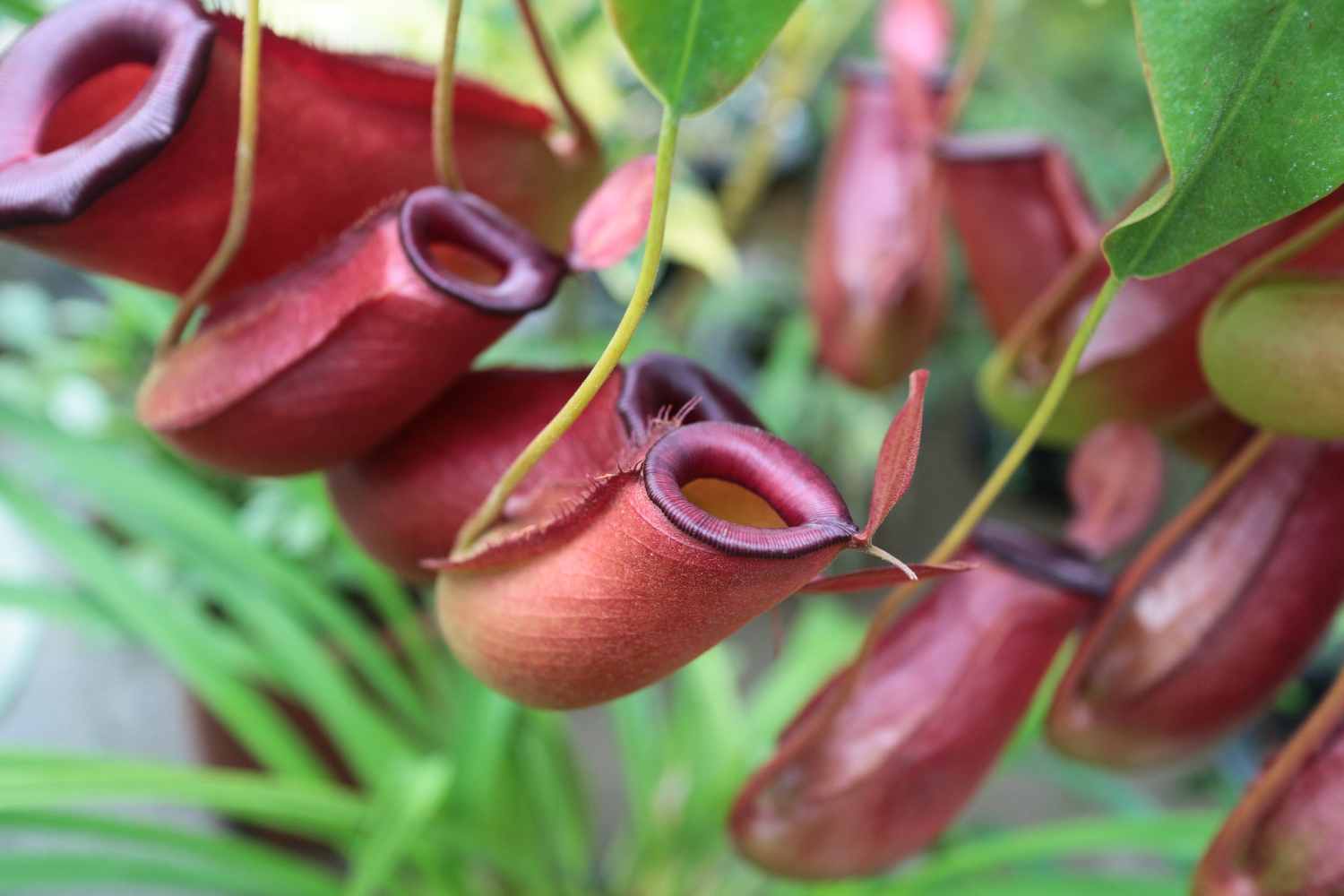 Nepenthes