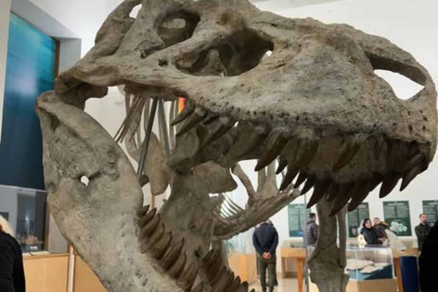 mostra dinosauri comiso 2