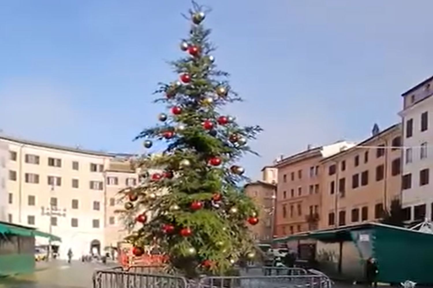 Albero piazza Navona