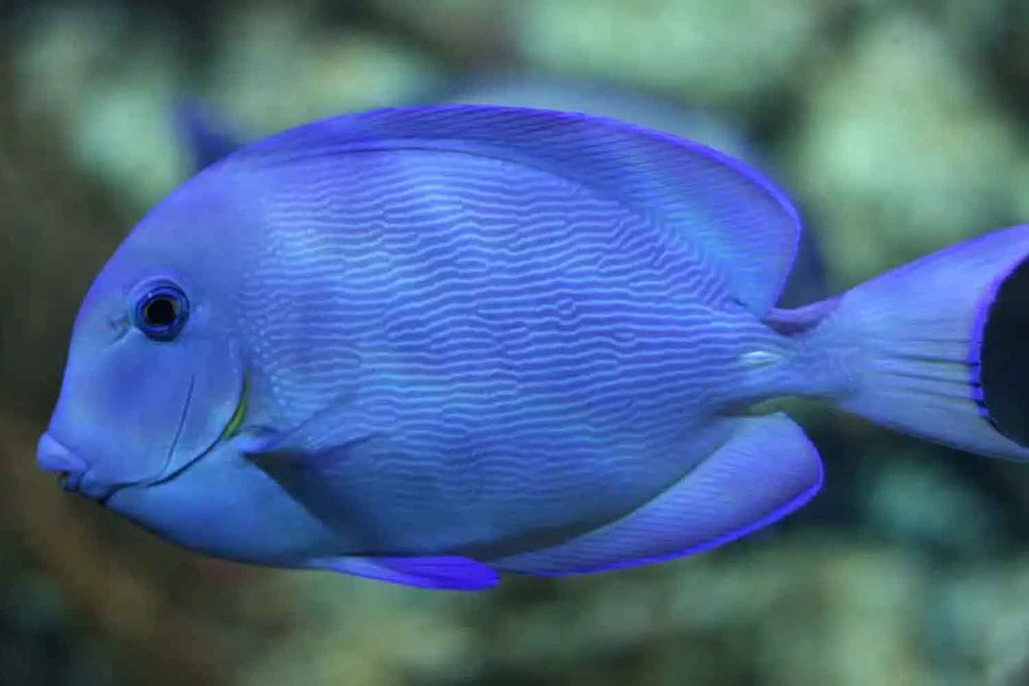 Acanthurus coeruleus
