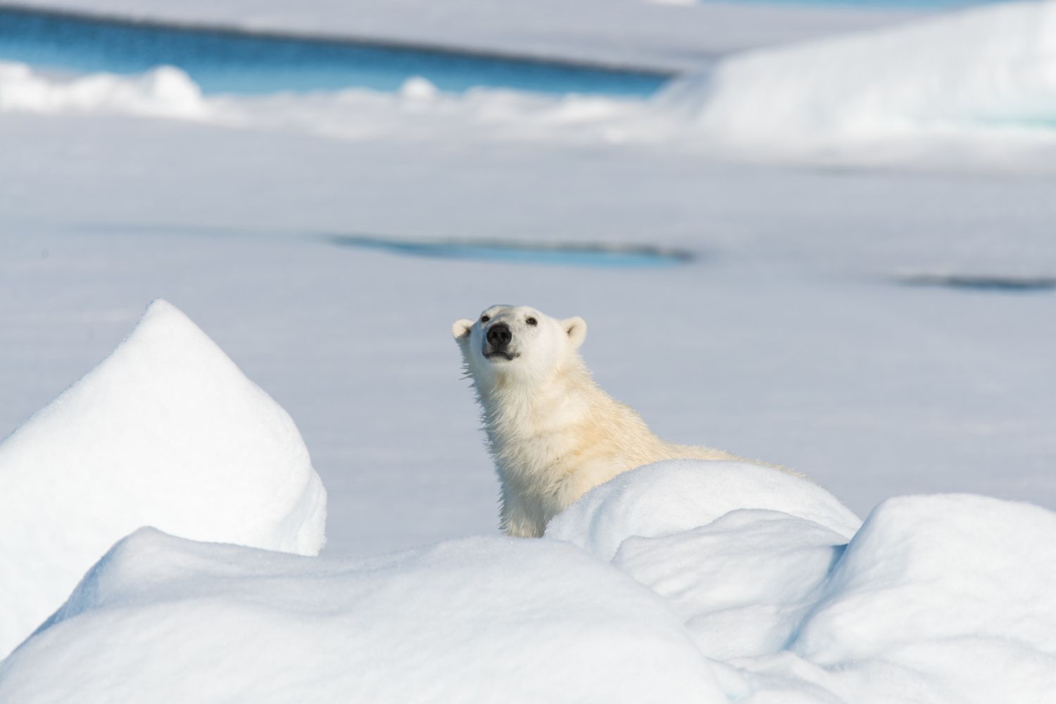 orsi polari adattamento al cambiamento climatico