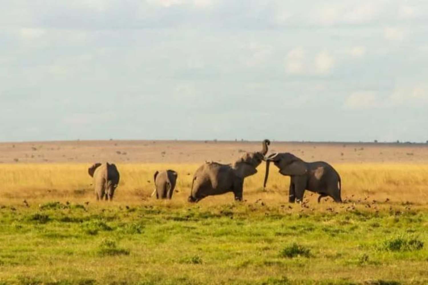 Santuario per elefanti