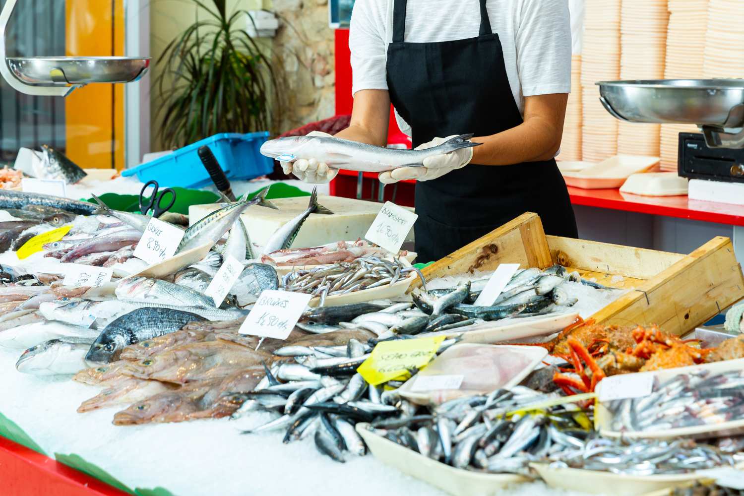 pesce fresco
