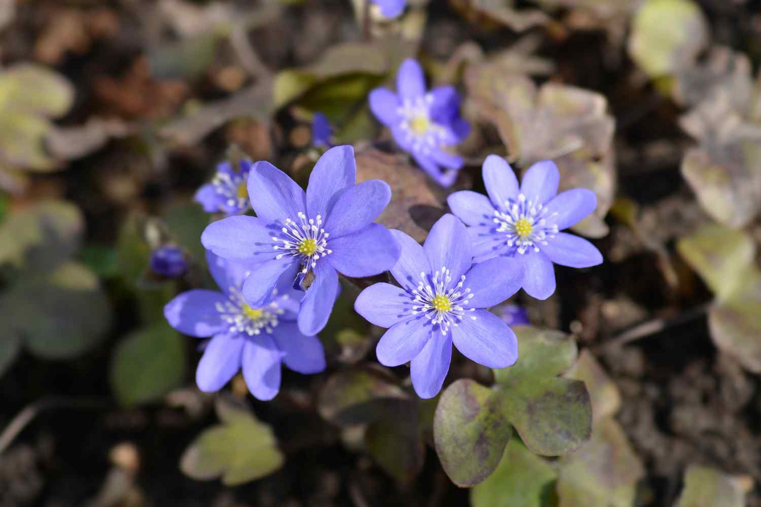 Hepatica