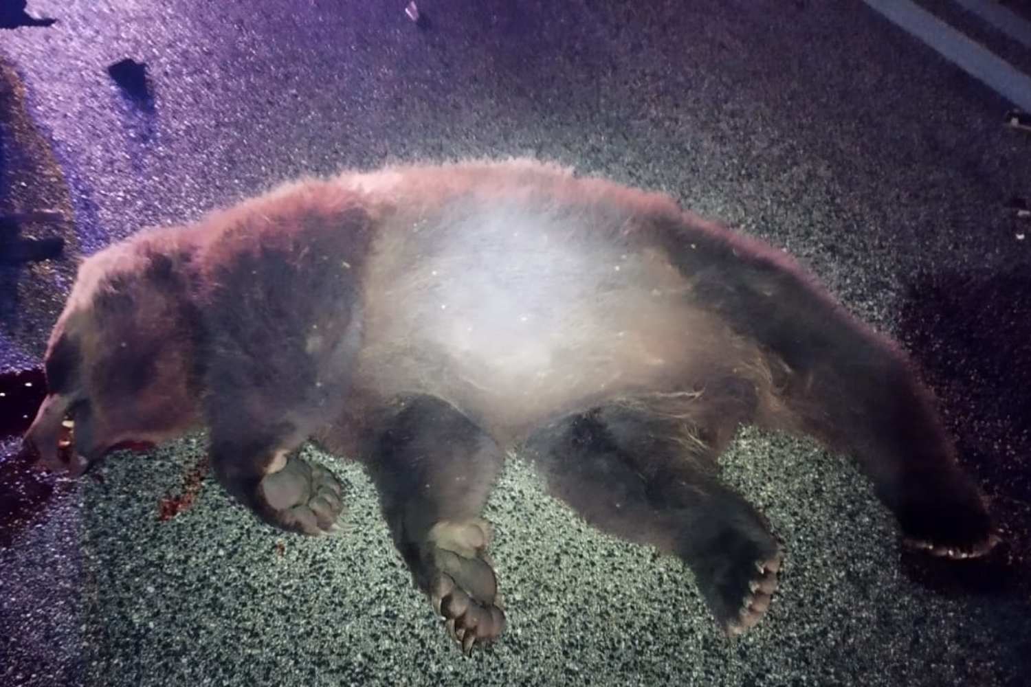 Orso morto Abruzzo
