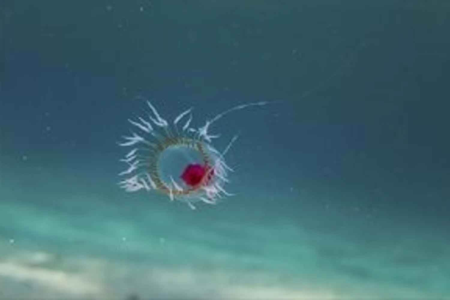 Turritopsis dohrnii