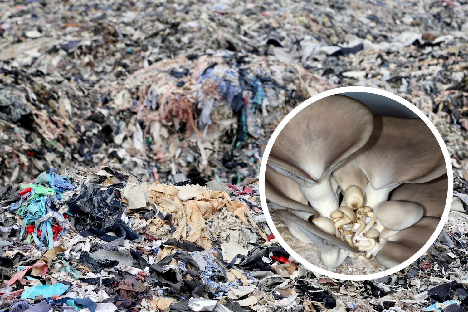 rifiuti tessili funghi