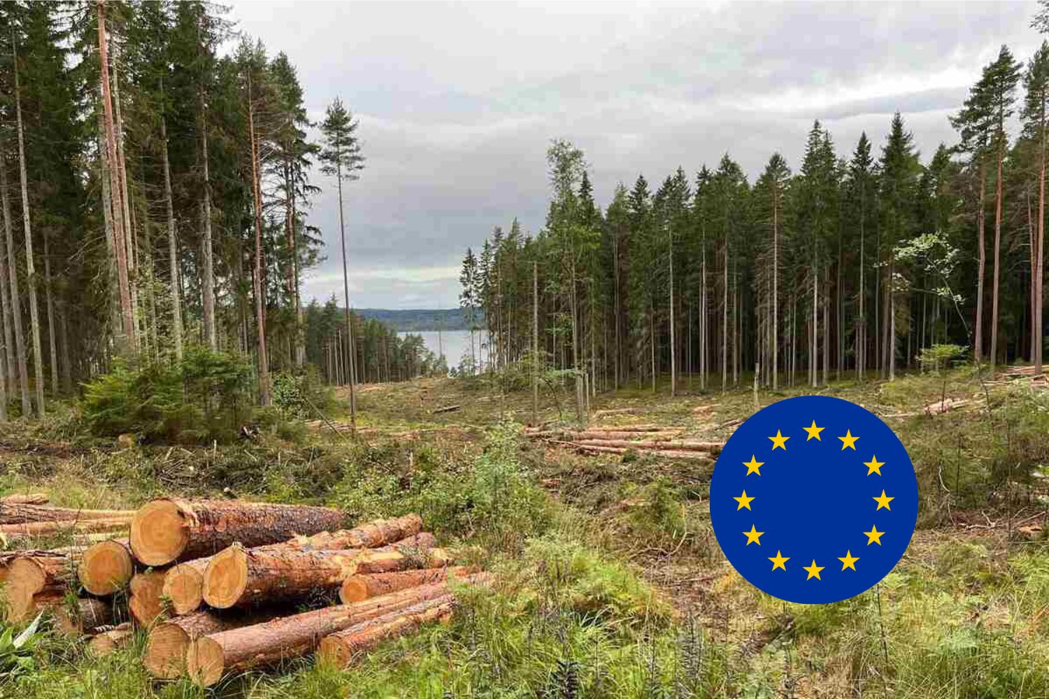 foreste unione europea