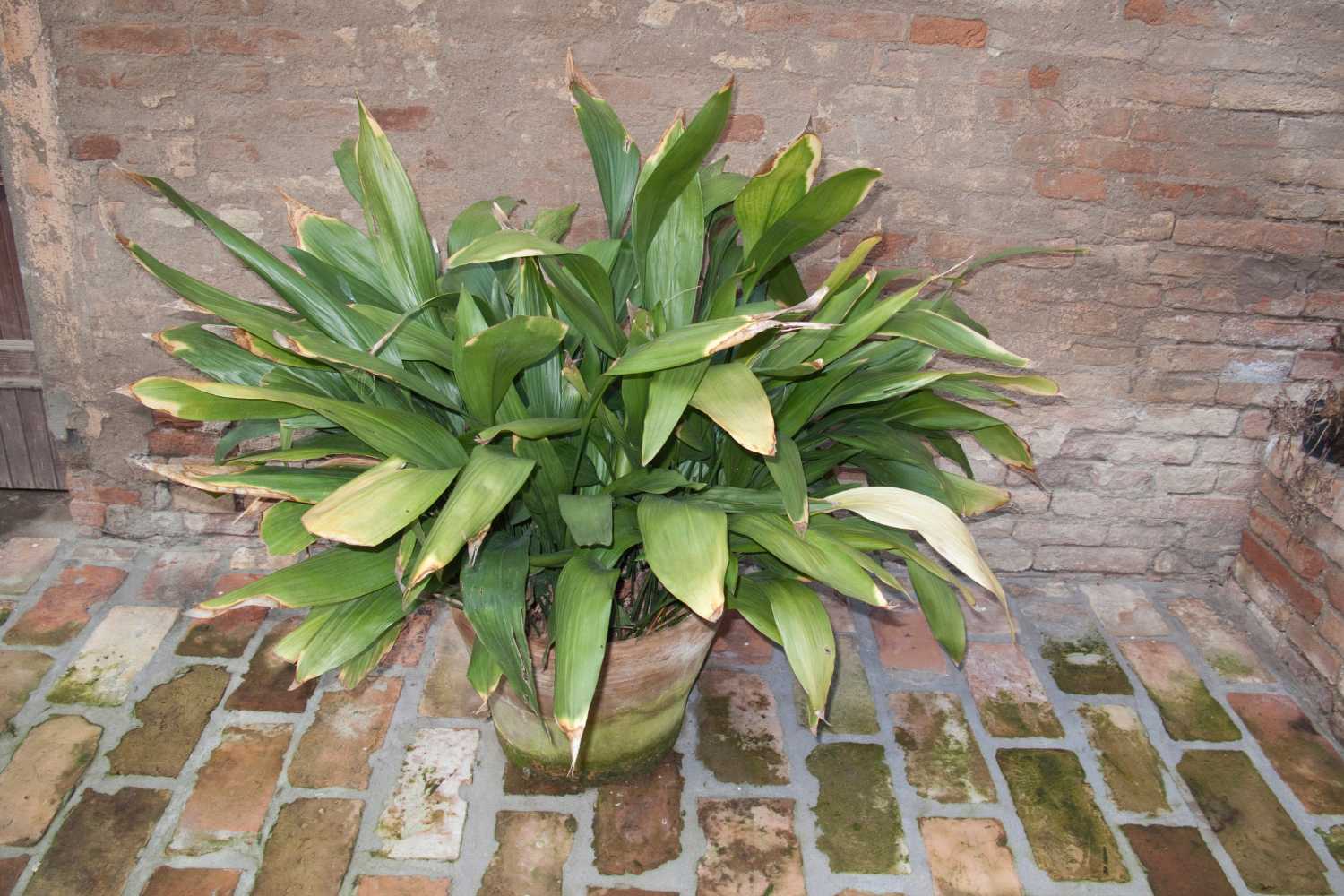 Cast iron plant (Aspidistra elatior)