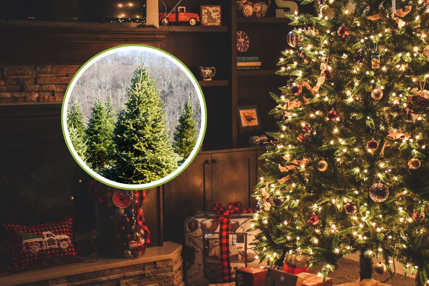 albero di natale vero