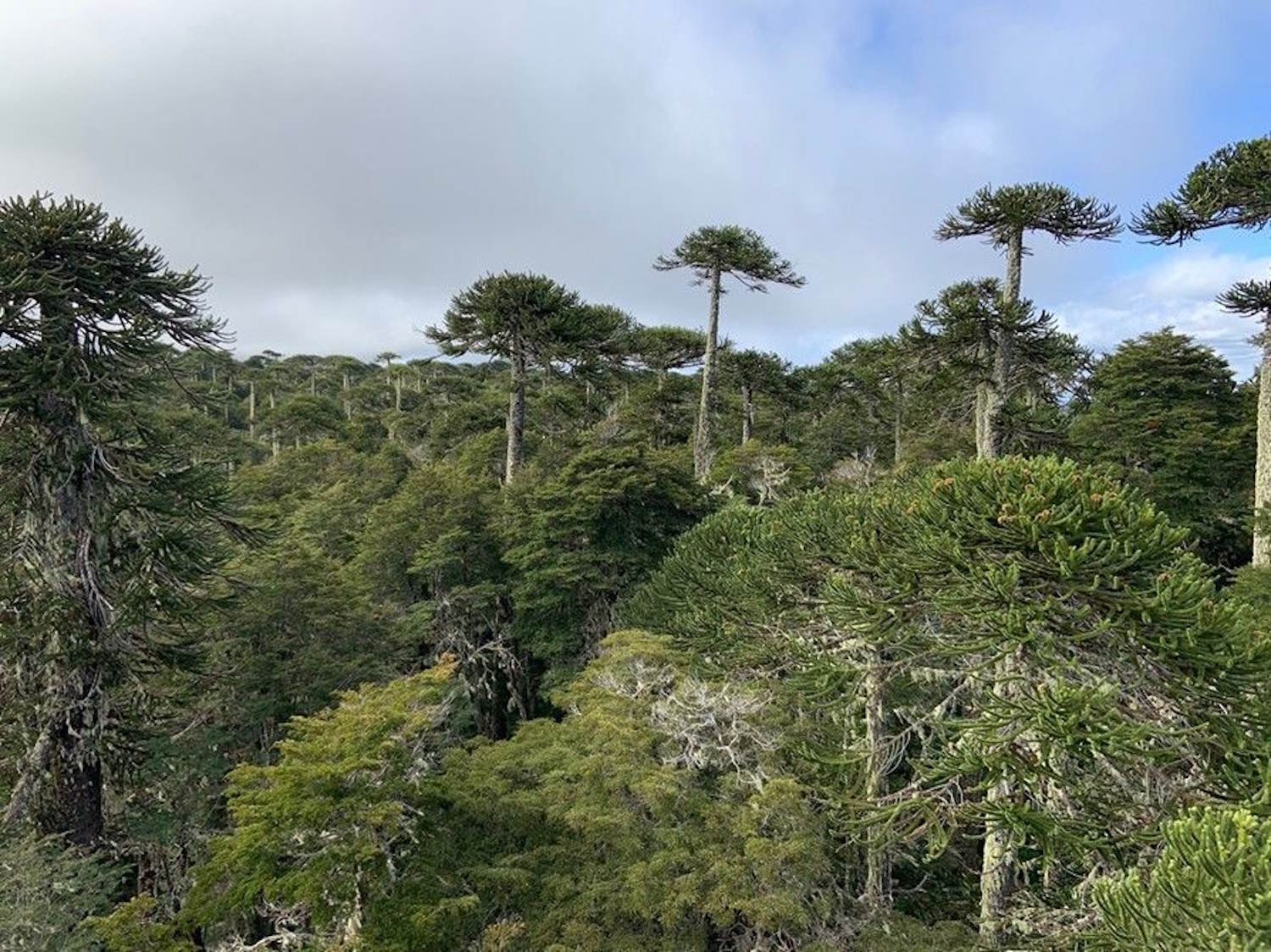 forest fire modified soil for decades