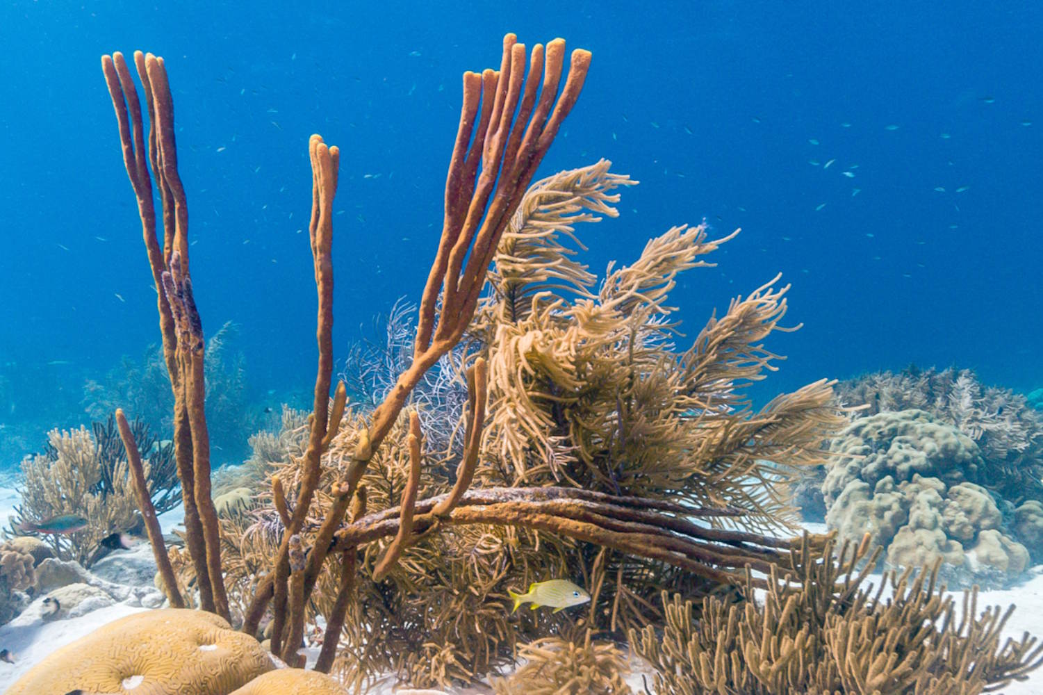 coralli persi caraibi report