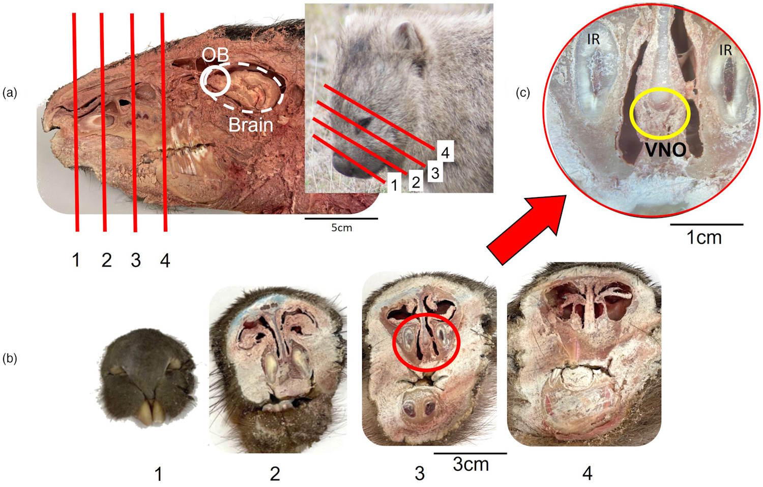Wombats cube poop exchange of information