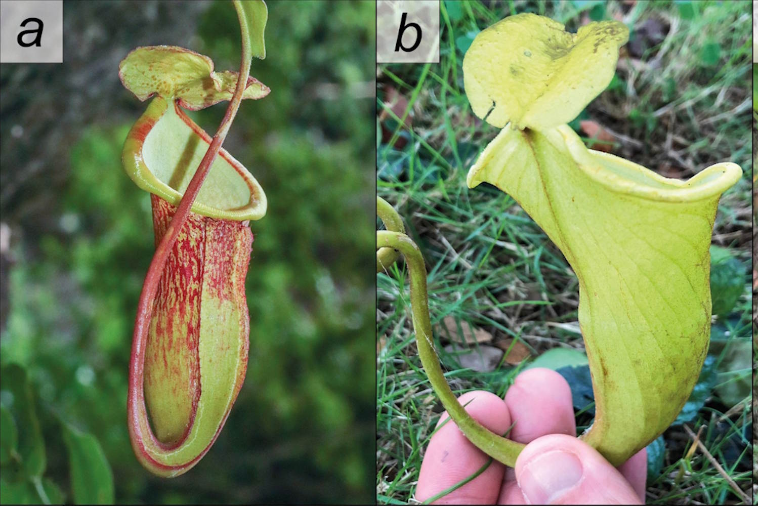 pianta carnivora a rischio estinzione