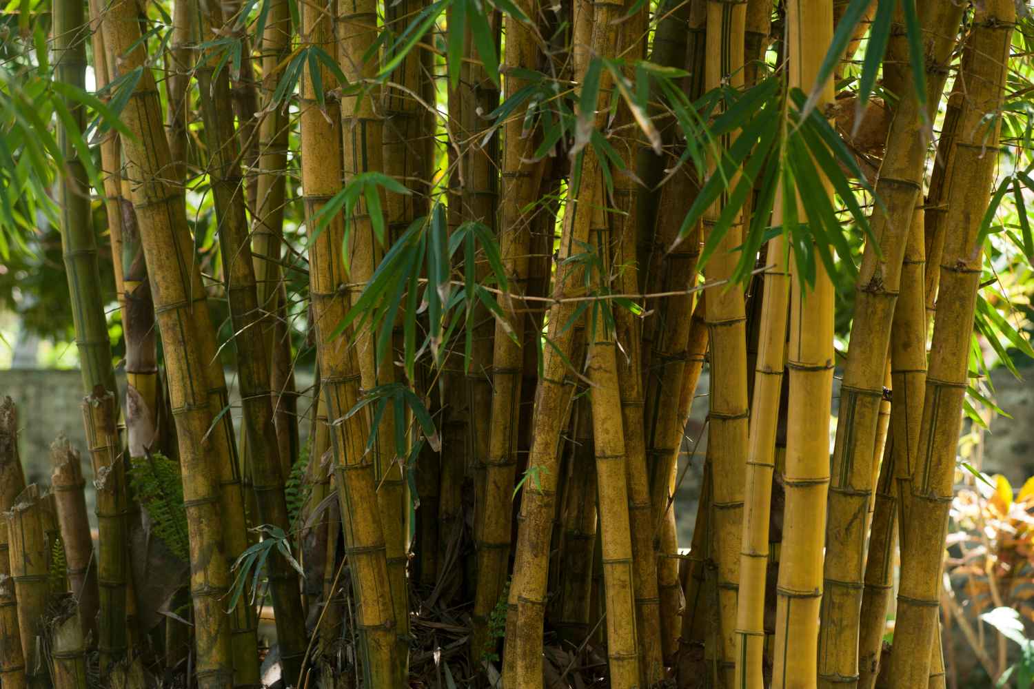 bamboo
