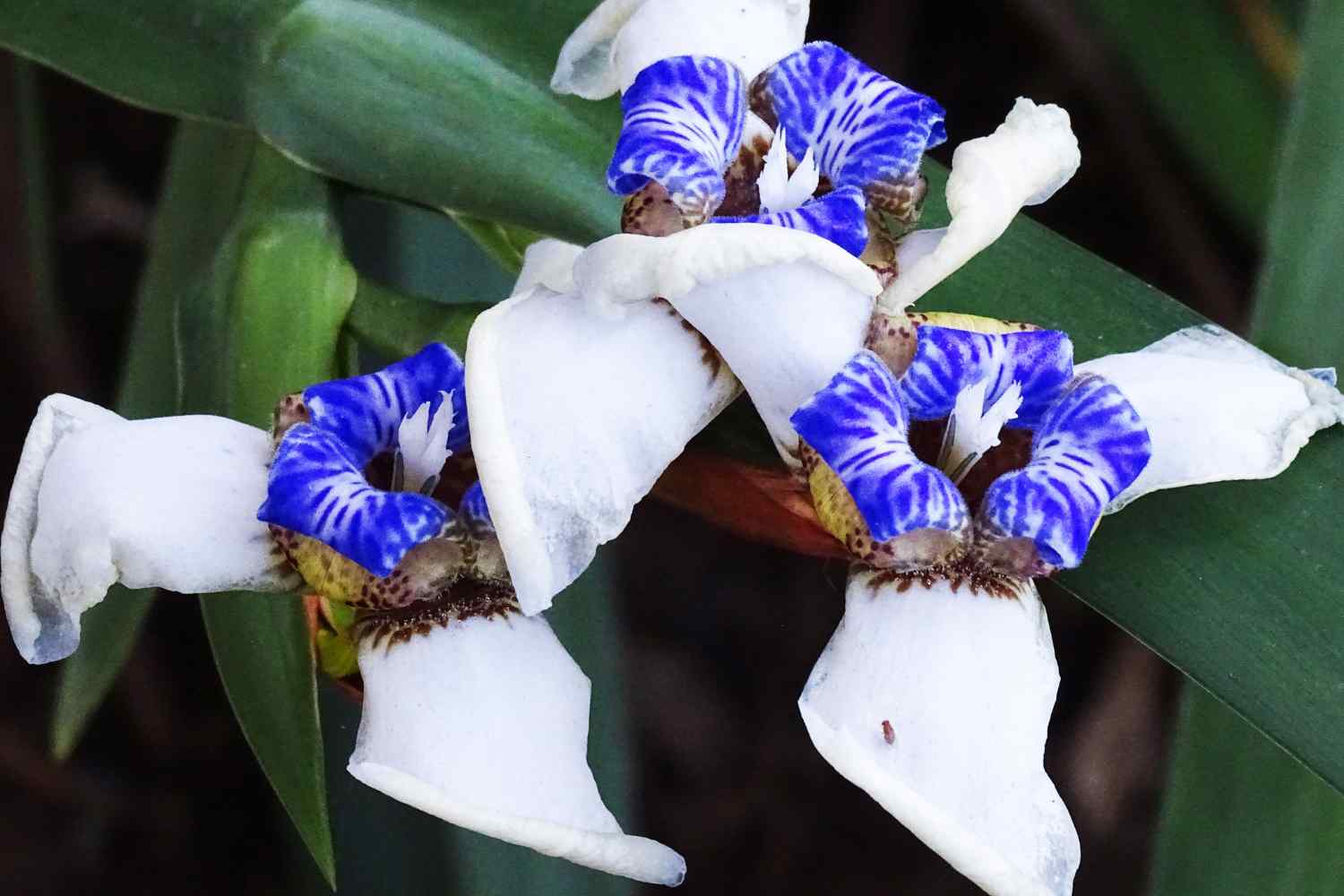 Algerian iris