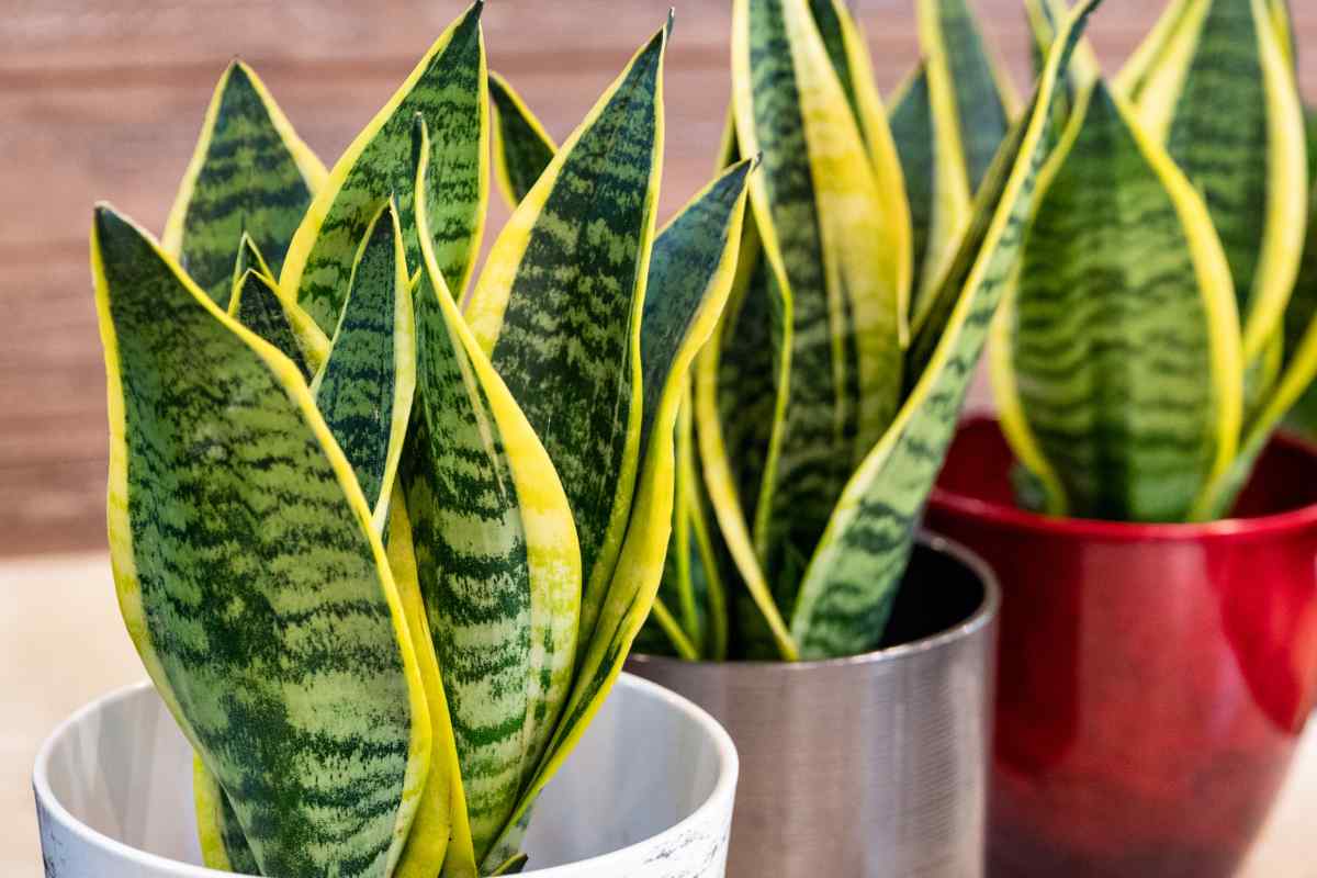 sansevieria